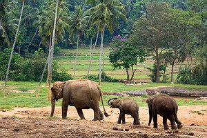 Golf à Chiang Mai et Chang Rai