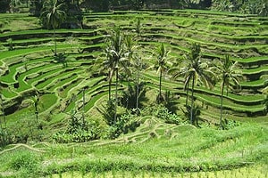 Bali - L'île du golf